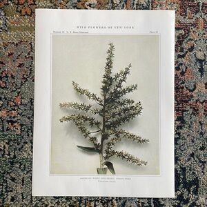 🌹 20 for $20 Plant Print Original over 100 years old Vintage Art Flower